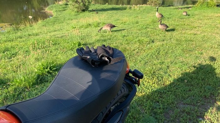 2019 Ducati Scrambler Icon being admired by the local wildlife